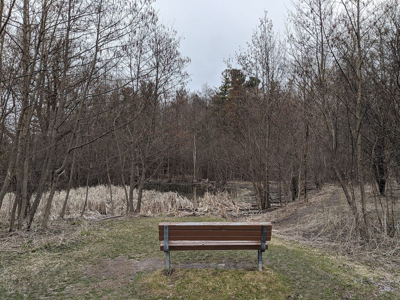 A wooden park bench on a grassy clearing faces a marshy pond with dry reeds, surrounded by leafless trees and a dirt trail under an overcast sky.
