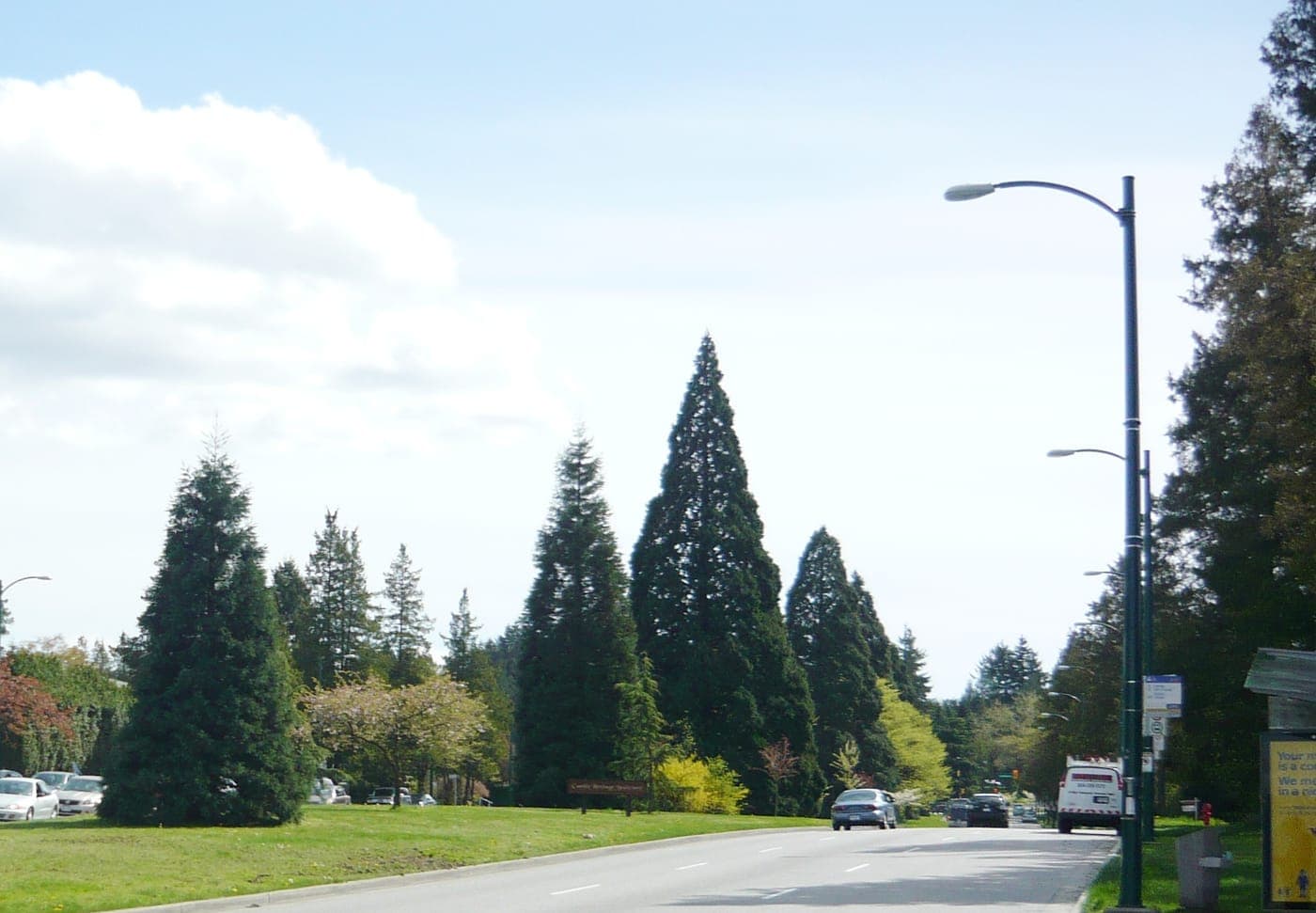 A wide street lined by a grassy median with tall sequoias and conifers, parked cars, street lamps and a bus shelter under a partly cloudy sky.