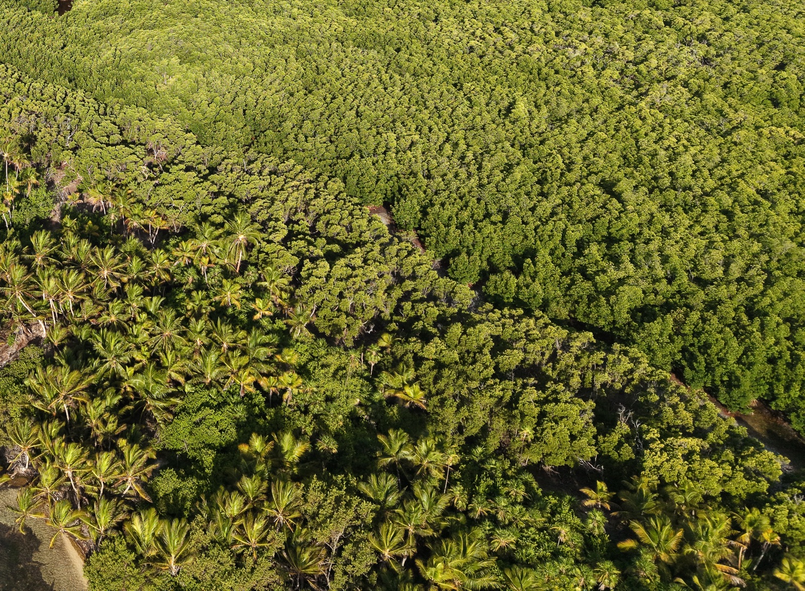 Reef and canopy at Caballito Caye